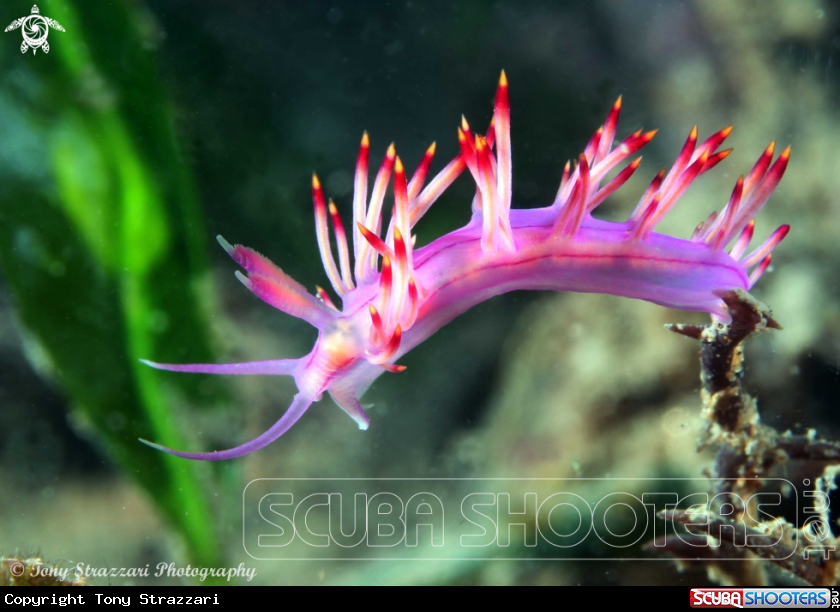 A Purple flabellina