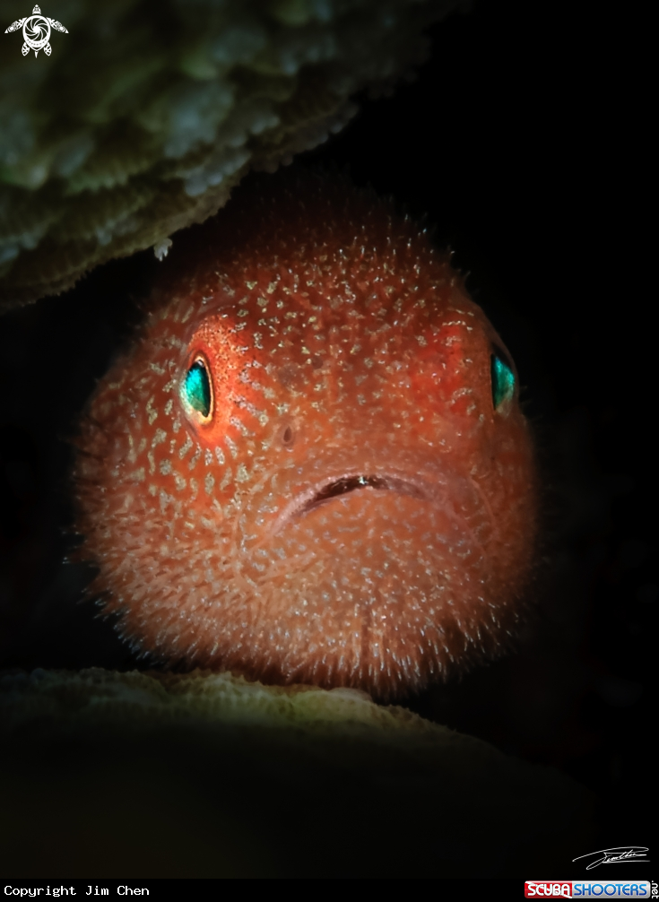 A Redhead Coral Goby