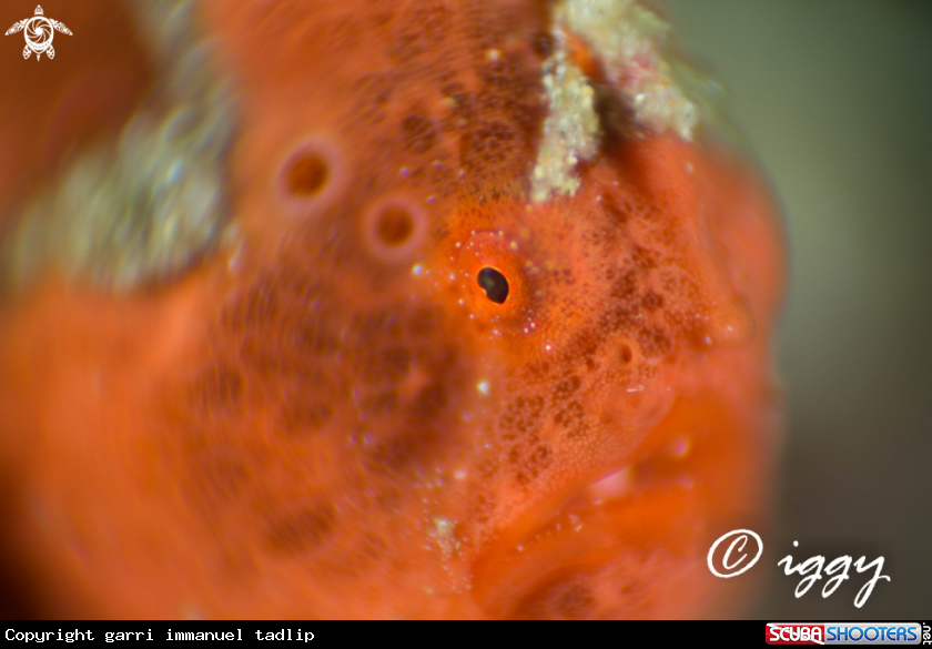 A Frogfish