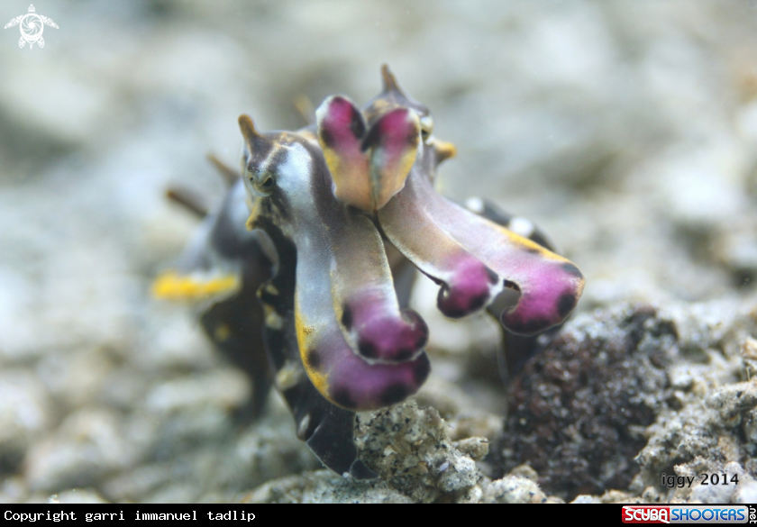 A Flamboyant cuttlefish