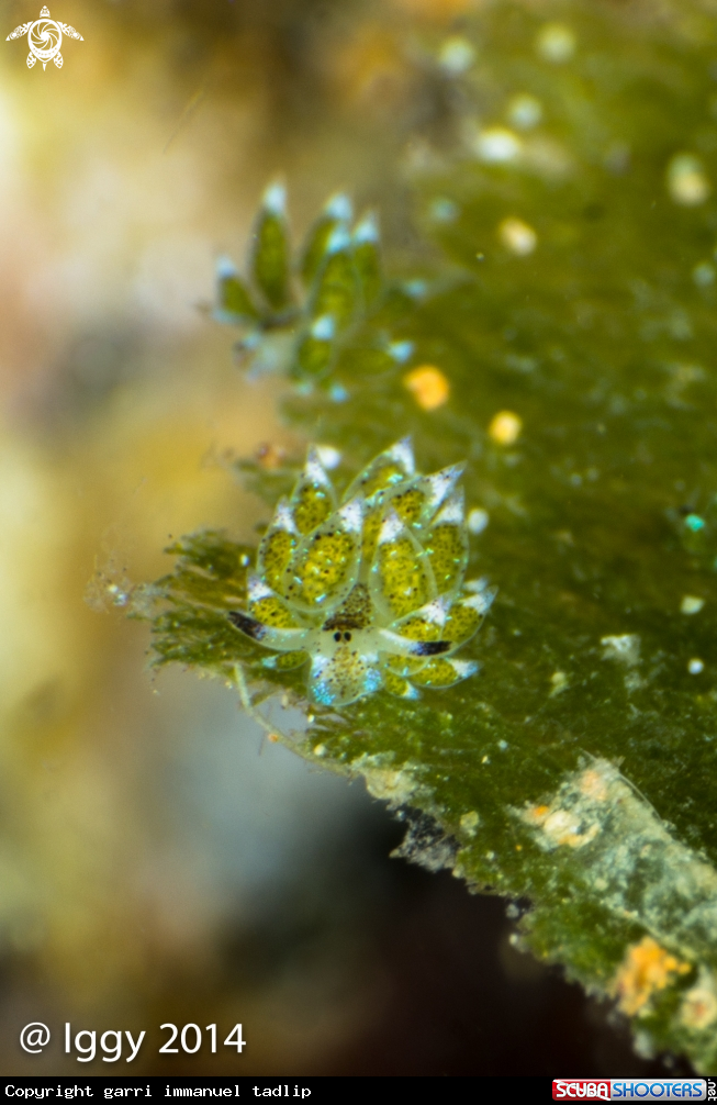 A Nudibranch