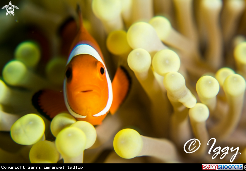 A Clown fish