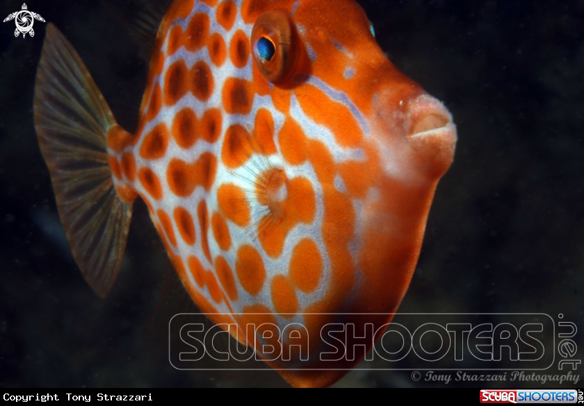 A Mosaic leatherjacket (juvenile)