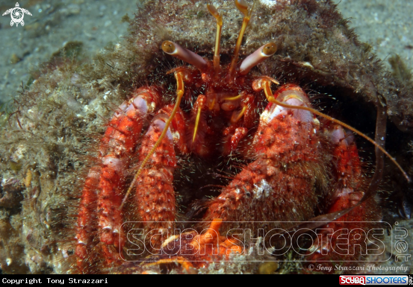 A Red hairy hermit crab