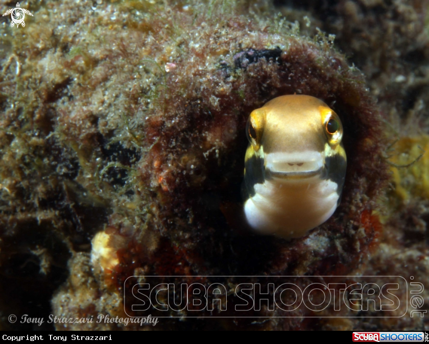 A Yellow Sabretooth Blenny