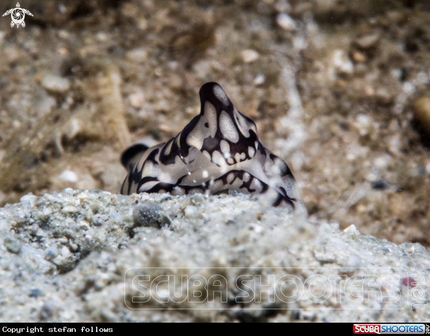 A Head Shield Slug