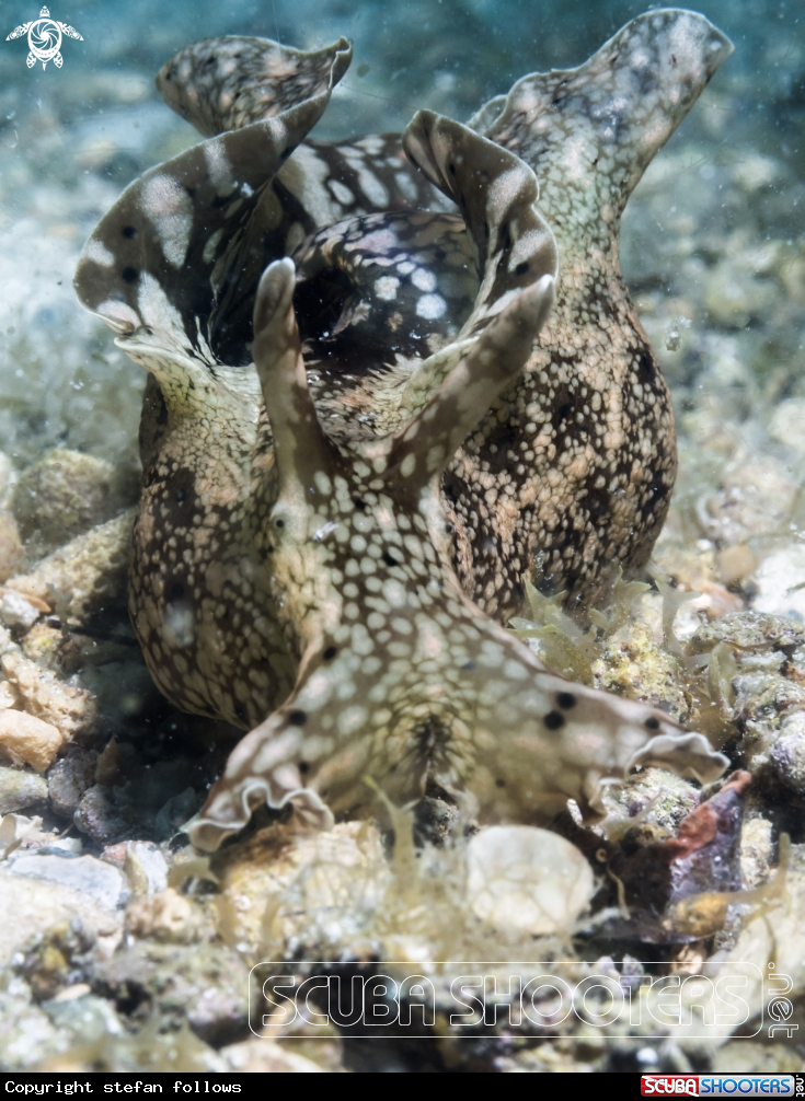 A Sea Hare