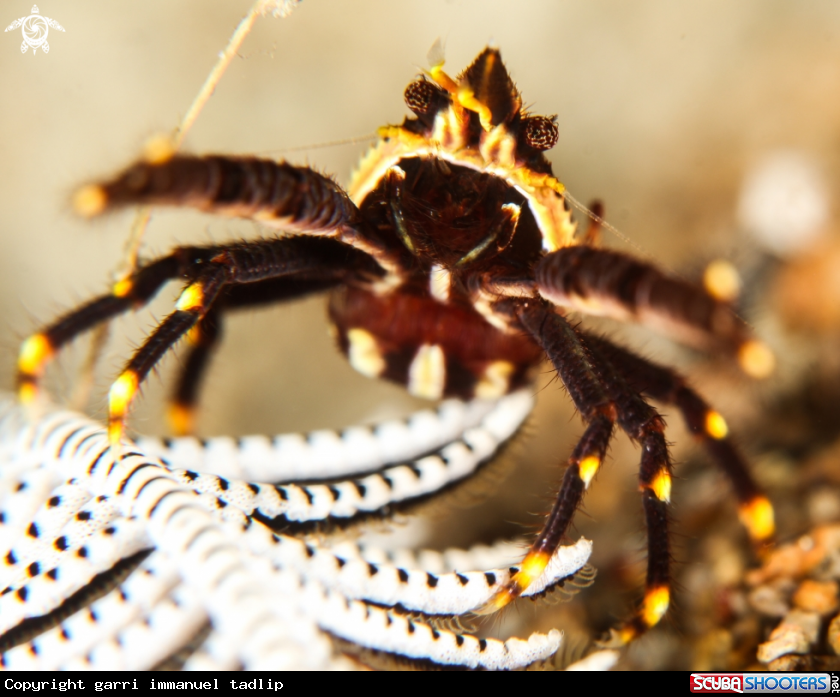 A squat lobster