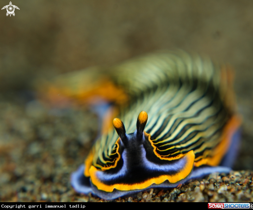 A slug