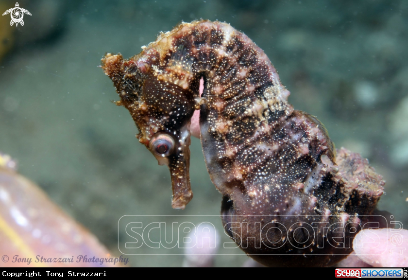 A White's seahorse