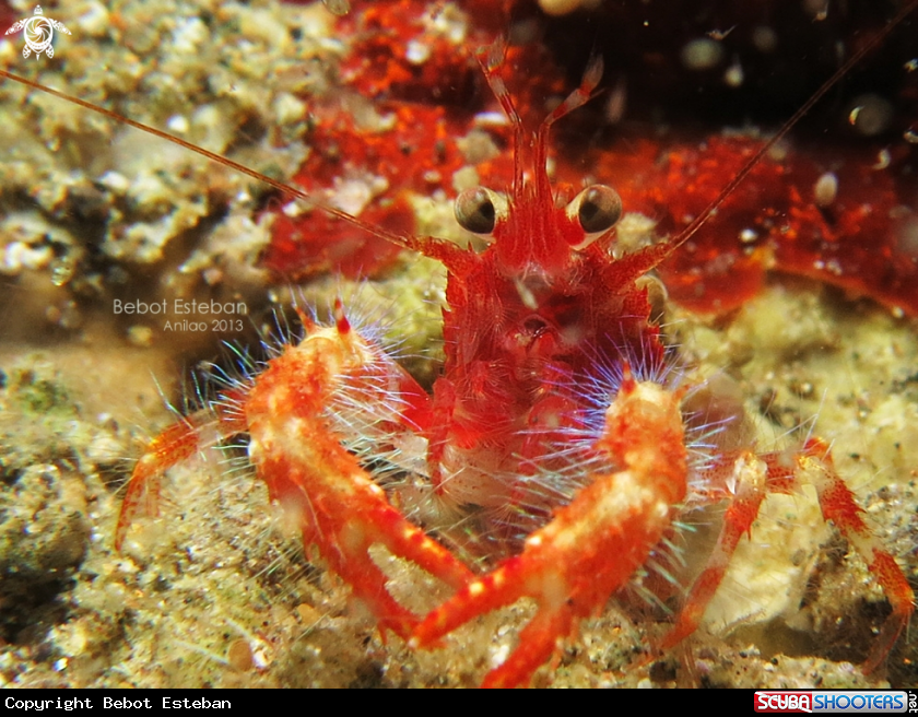 A Olivar Squat Lobster
