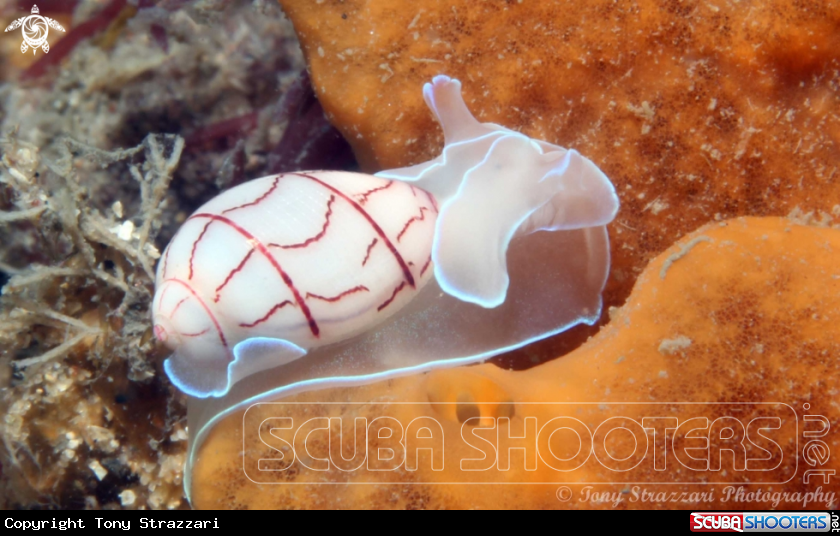A Lined Bubble-shell