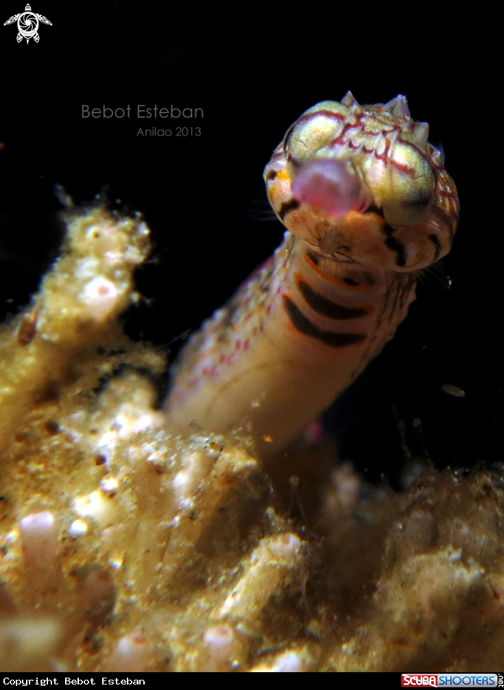 A Pipefish