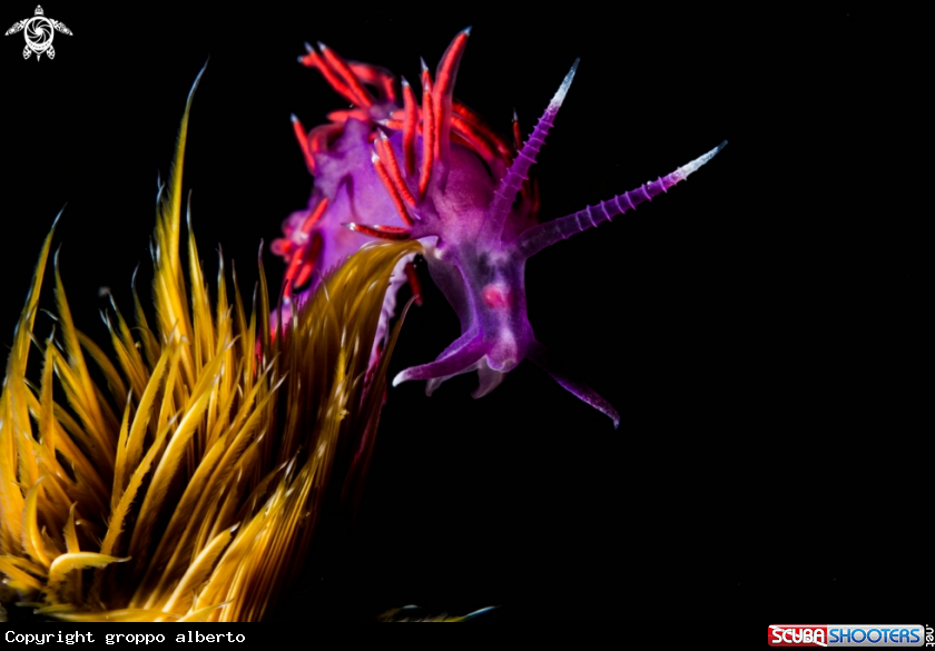 A flabellina