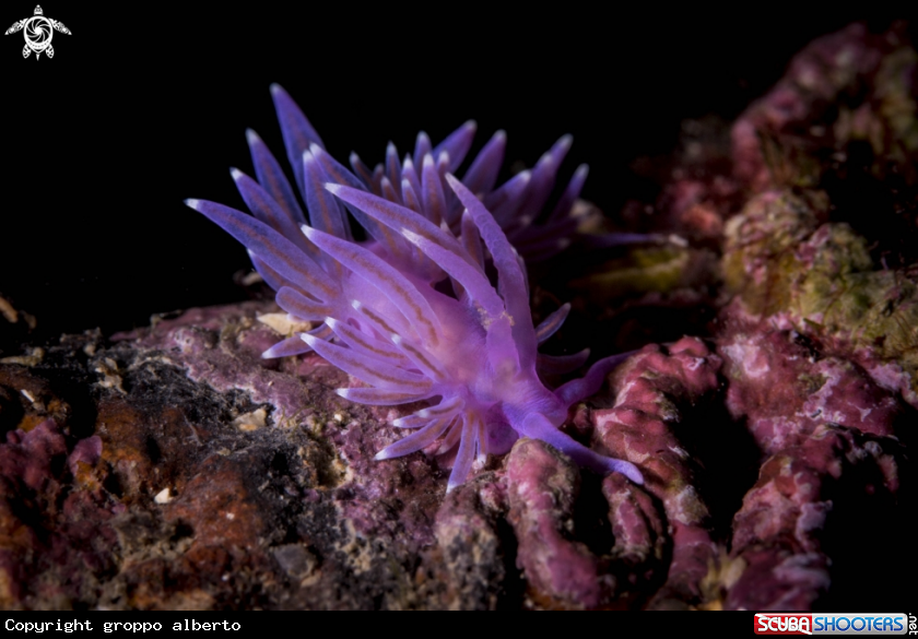 A flabellina