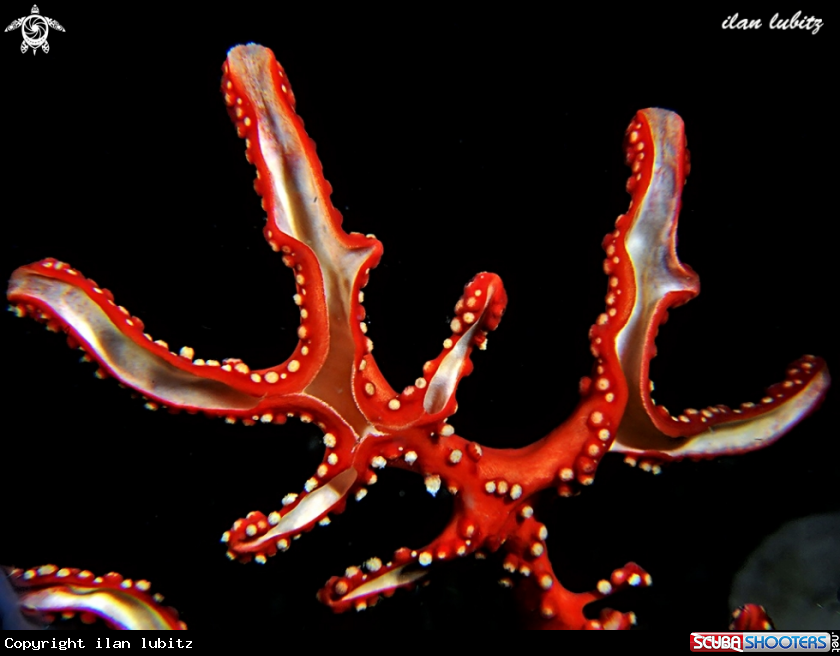 A coral