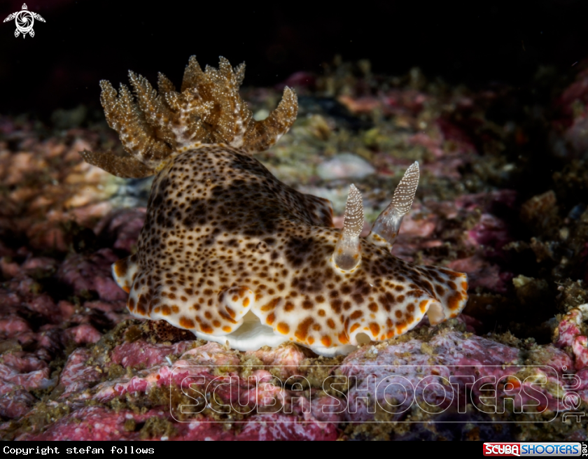 A Nudibranch