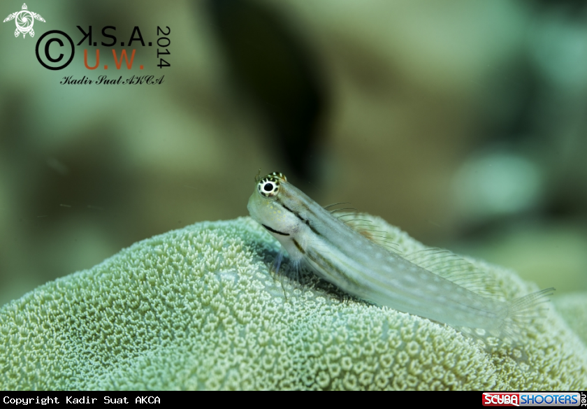 A BLENNY