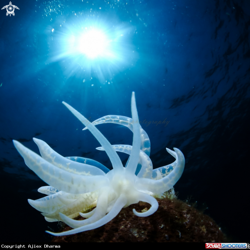 A phyllodesmium 