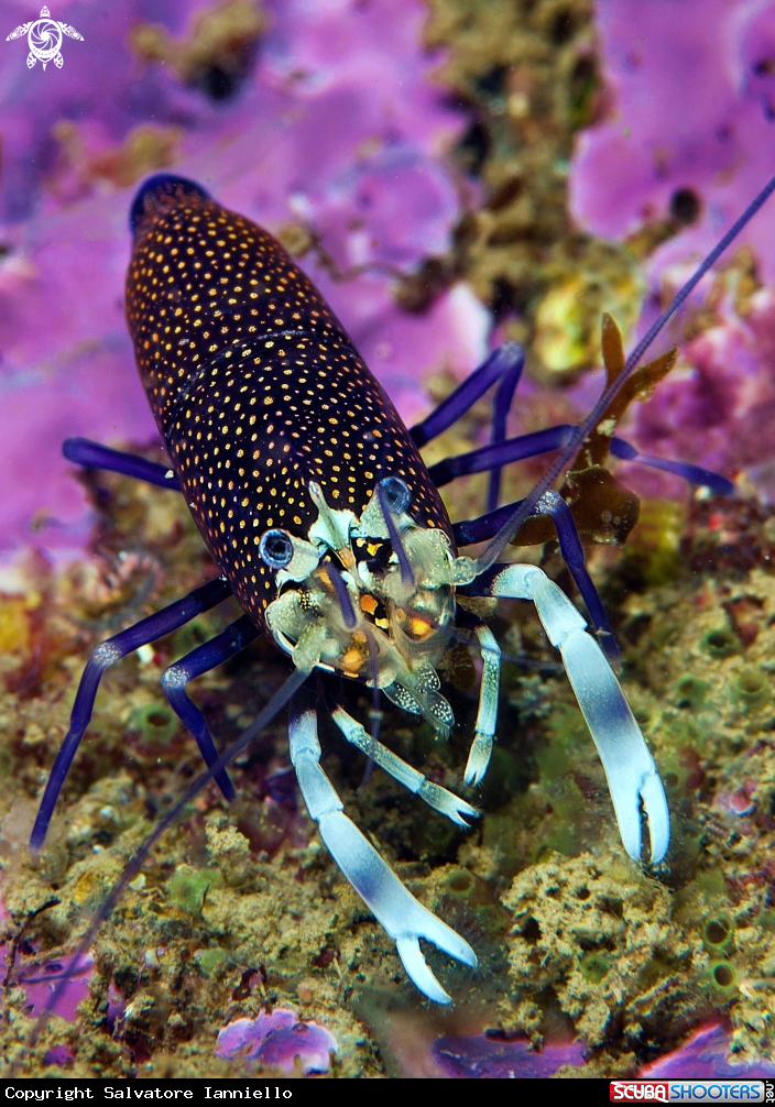 A underwater creature