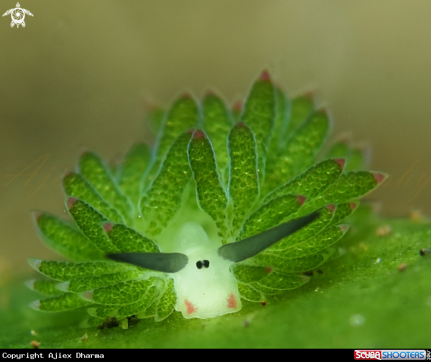 A costasiella 