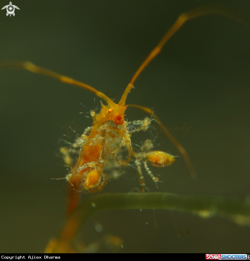 A skeleton shrimp 