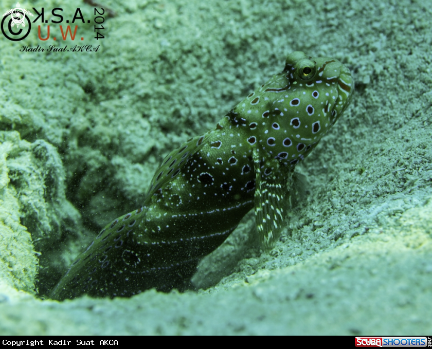 A BLENNY