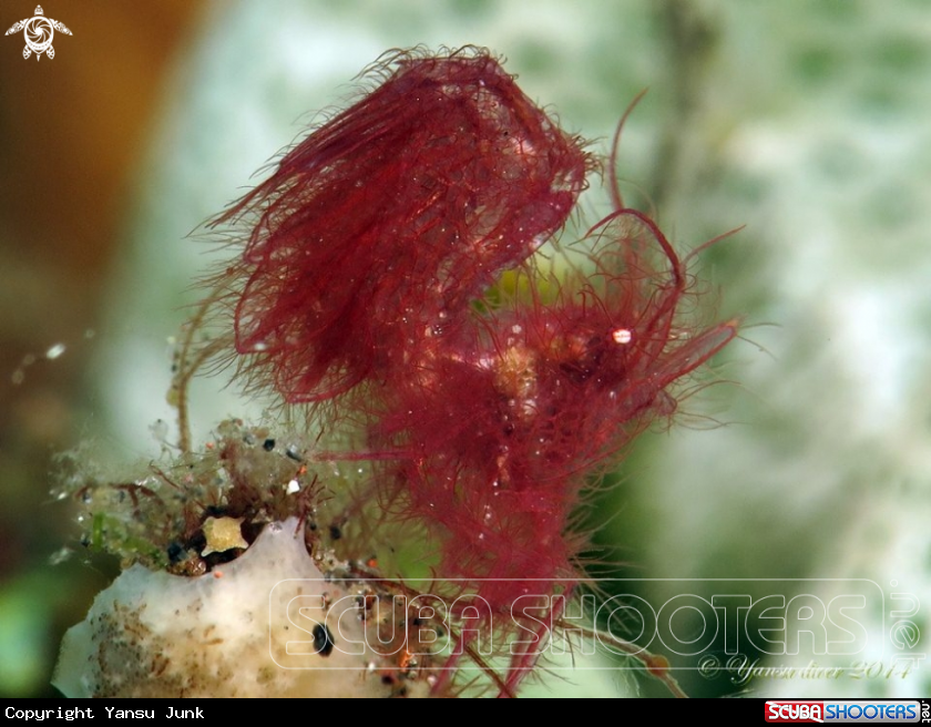 A Hairy chicken Shrimp