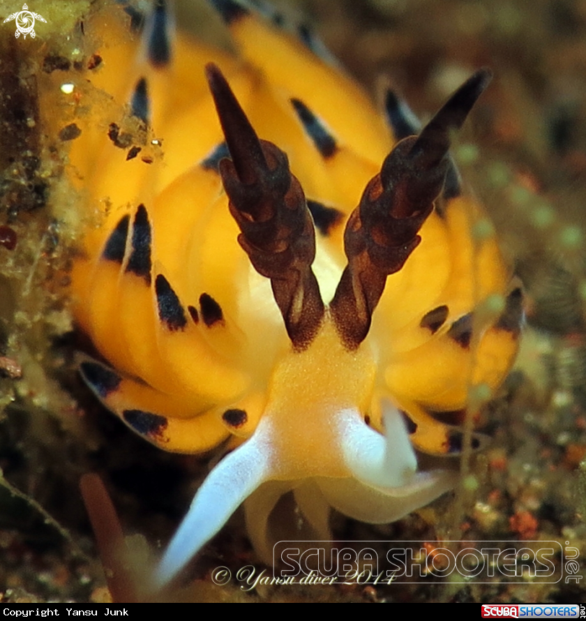 A Favorinus tsuruganus