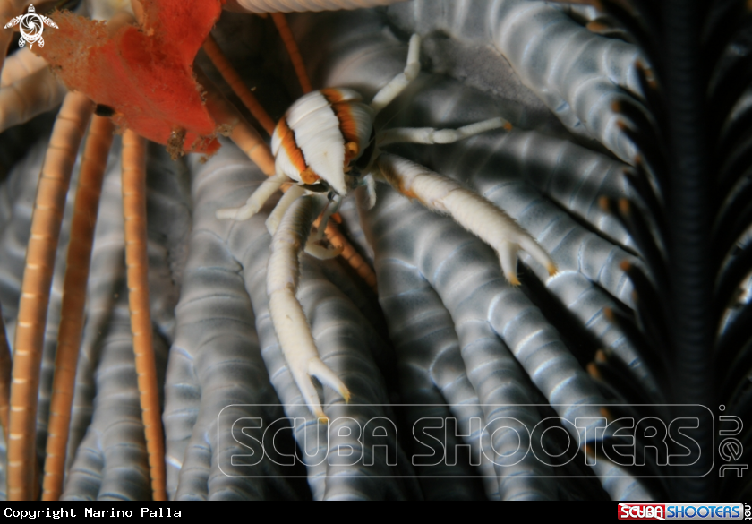 A Crinoid Squat Lobster