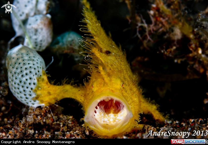 A Hairy Frog Fish