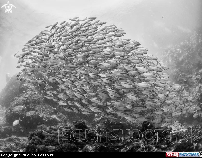 A Oxeye Scad