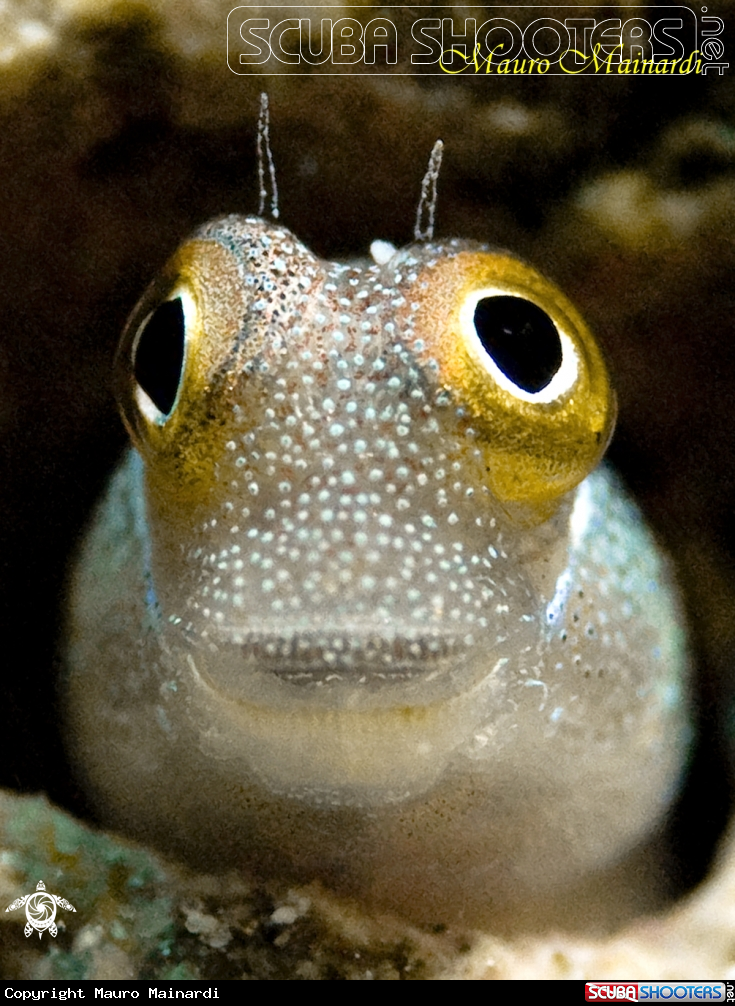 A Blenny