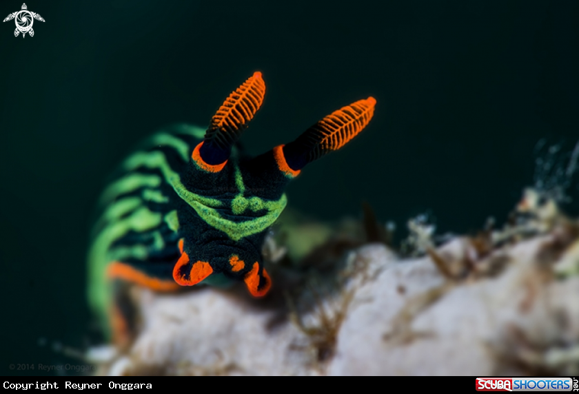 A Nudibranch