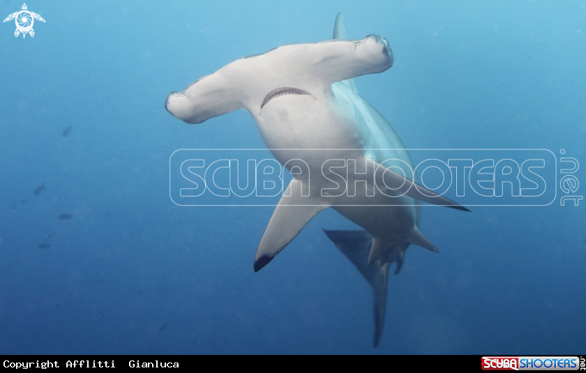 A hammerhead shark