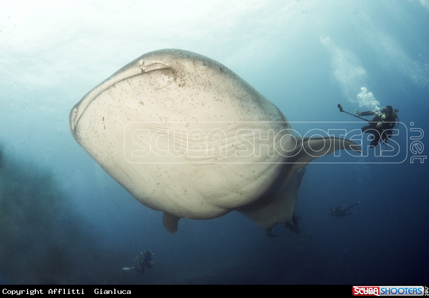 A whale shark