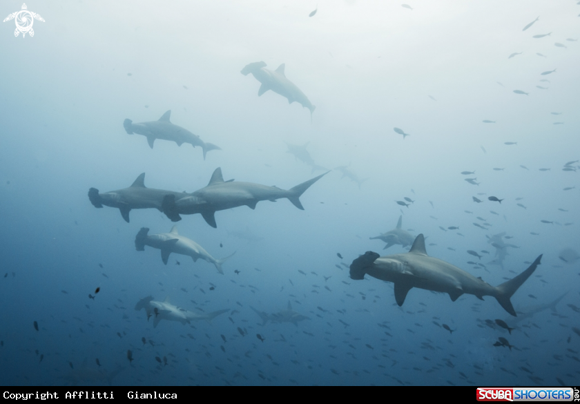 A hammerhead sharks