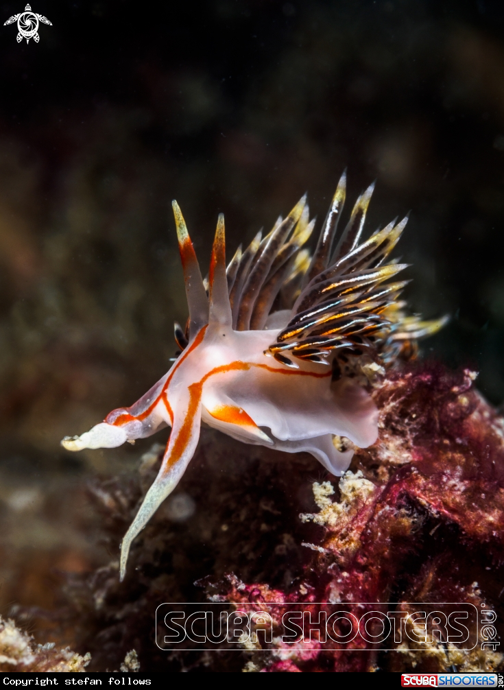 A Nudibranch