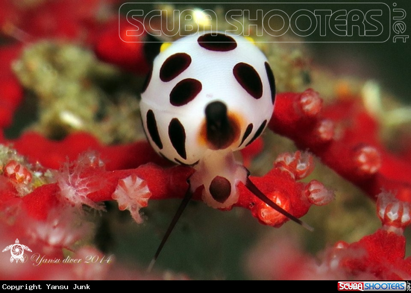 A Primovula rosewateri