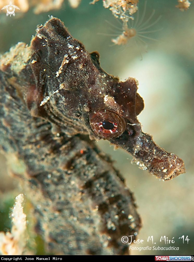 A Seahorse
