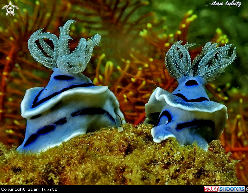 A nudibranch