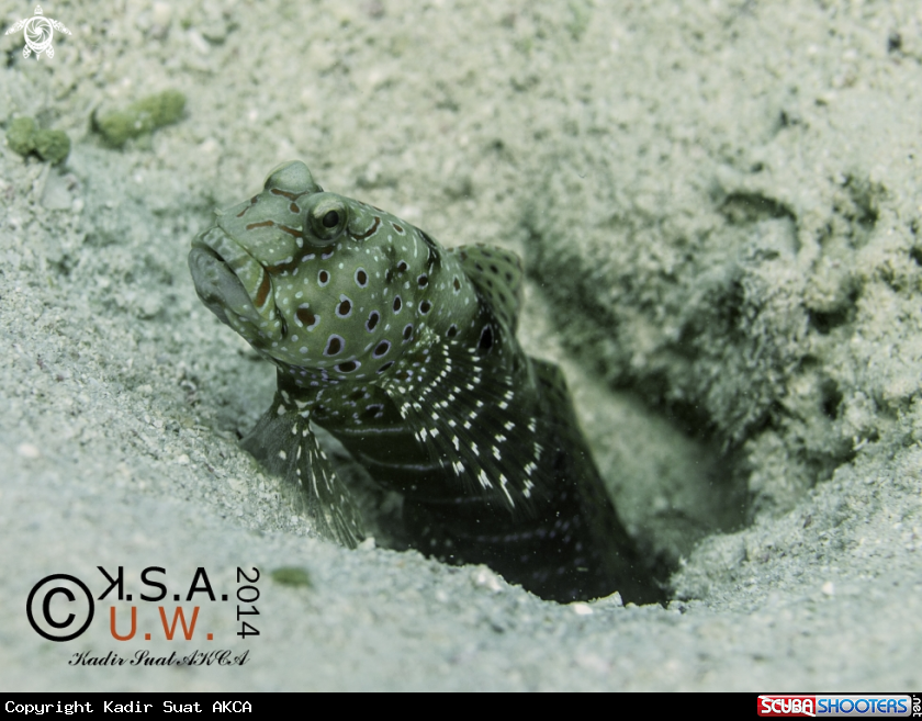 A BLENNY
