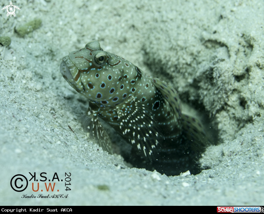 A BLENNY