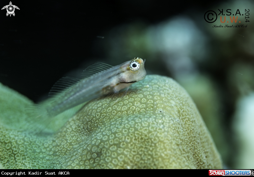 A BLENNY
