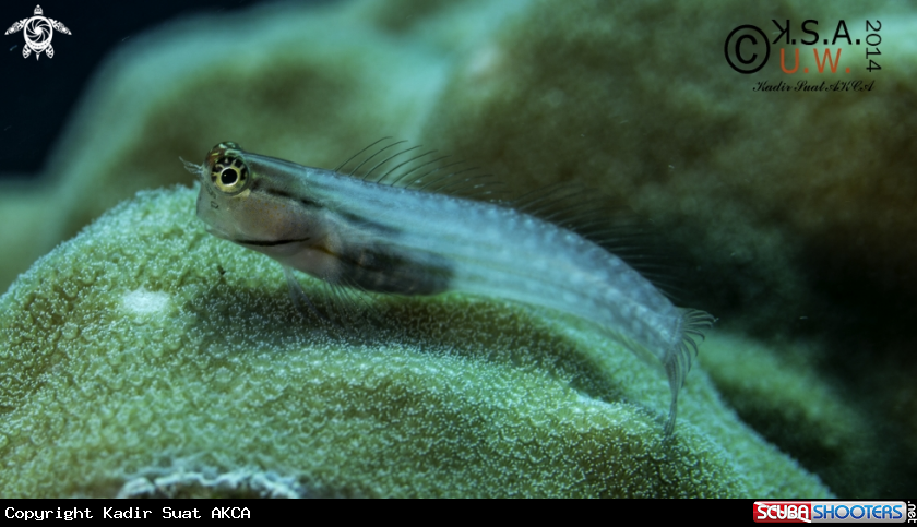 A BLENNY
