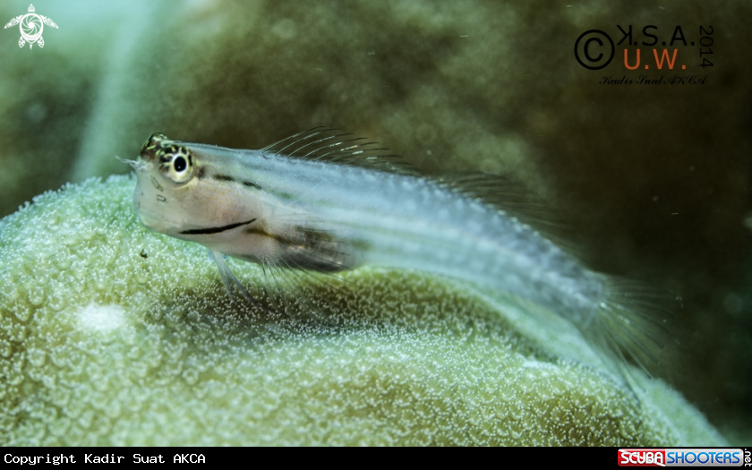 A BLENNY