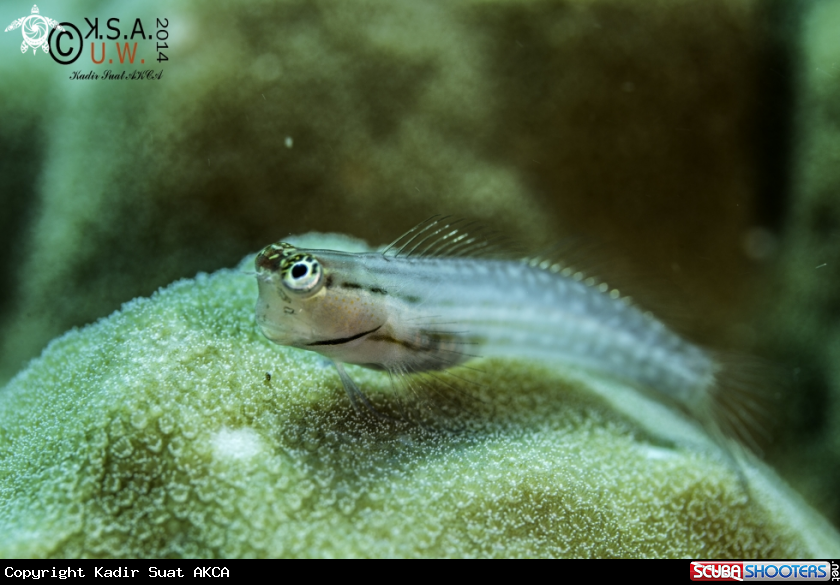 A BLENNY