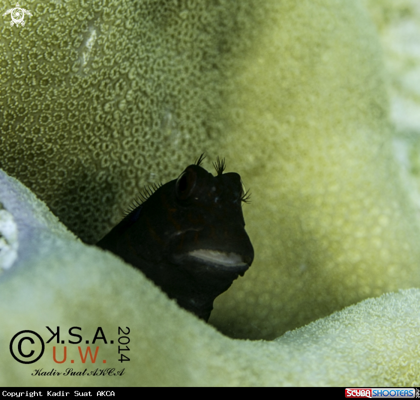A BLENNY