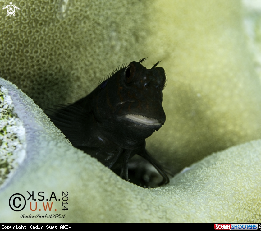 A BLENNY