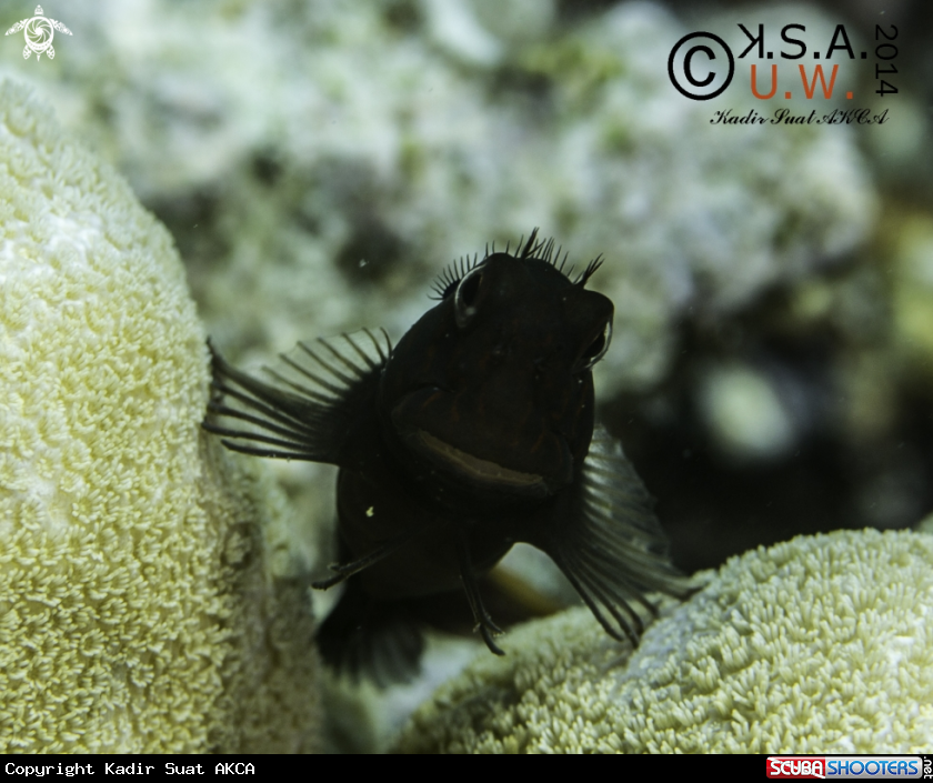 A BLENNY